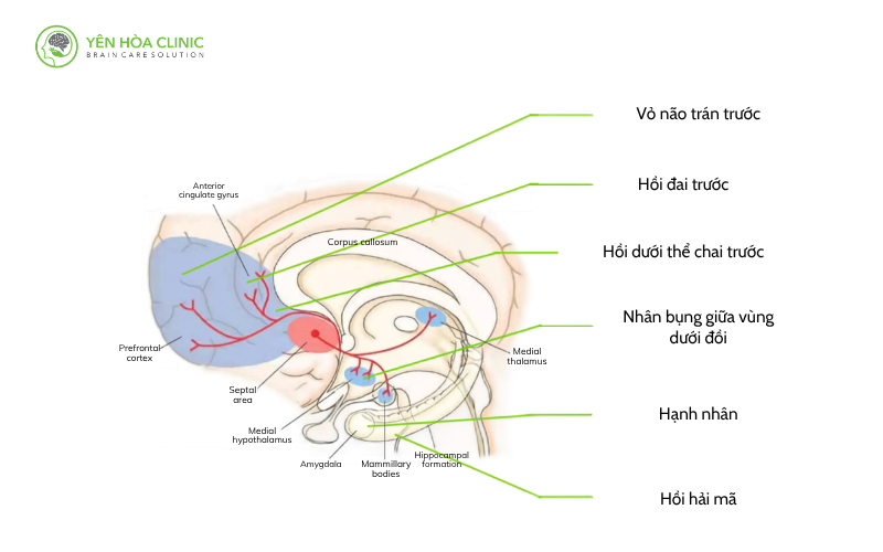 Vùng quan trọng của não bộ .png